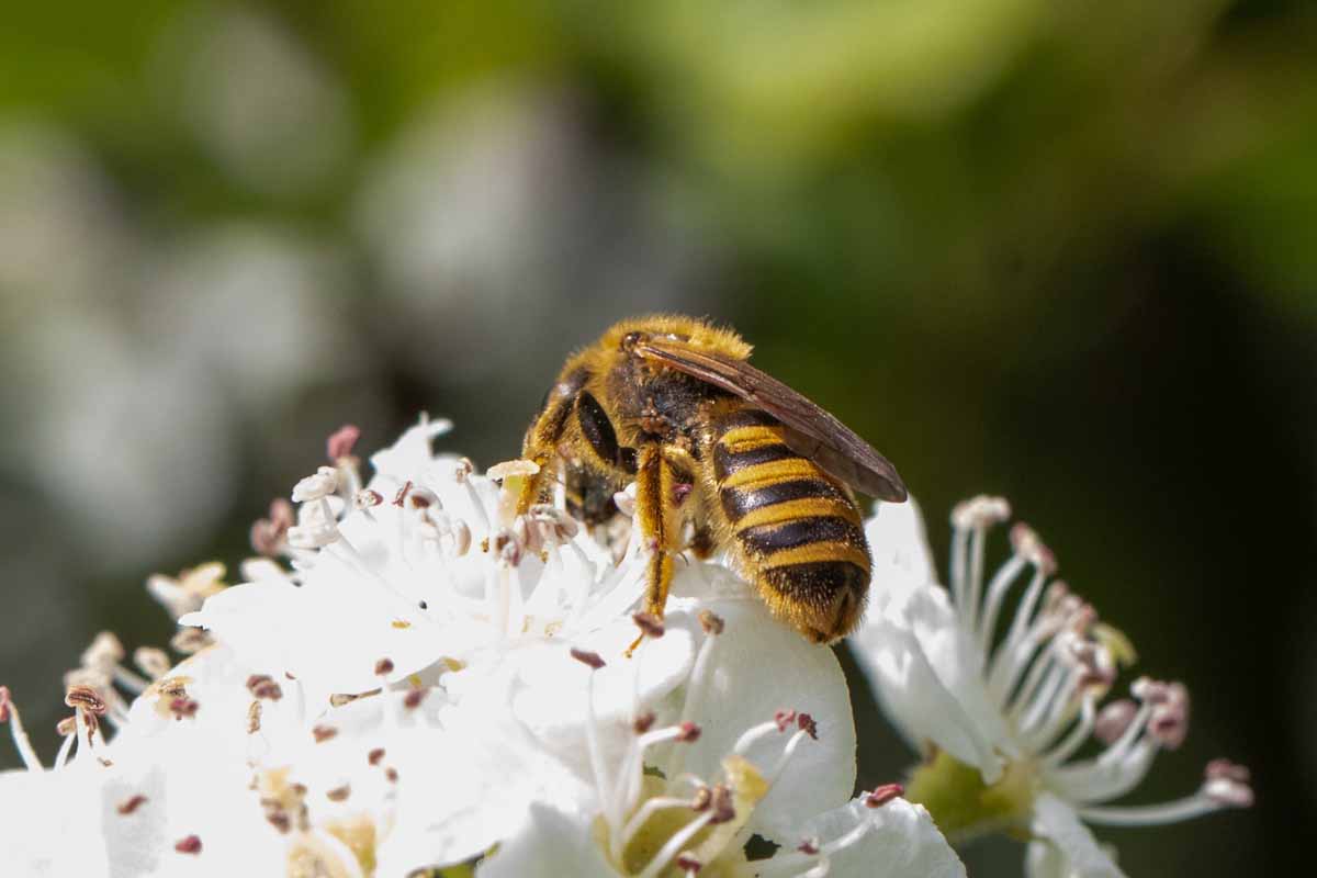 Wildbiene - Andrena gravida? Image